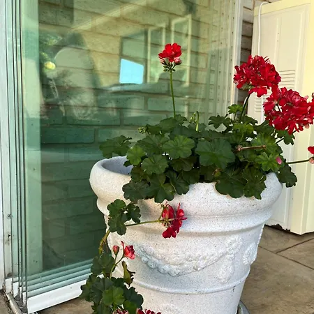 Red House Family * 拉夫达