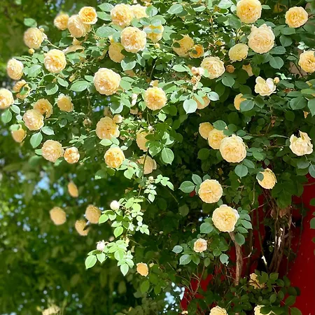 招待所 Red House Family 拉夫达