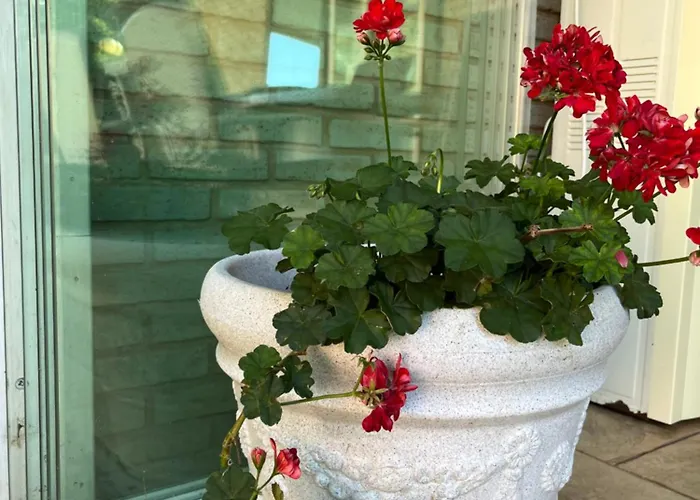 Red House Family * 拉夫达