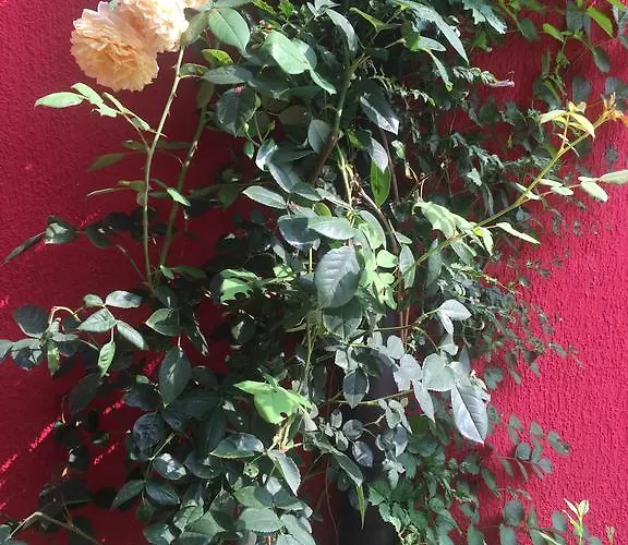 招待所 Red House Family