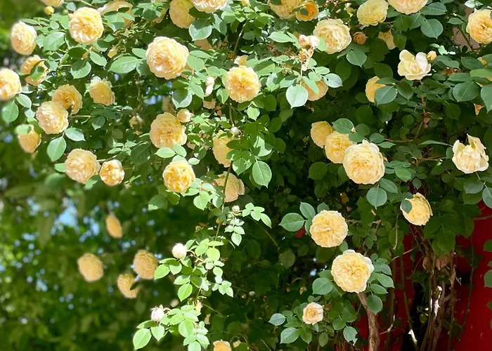 Pensión Red House Family Ravda